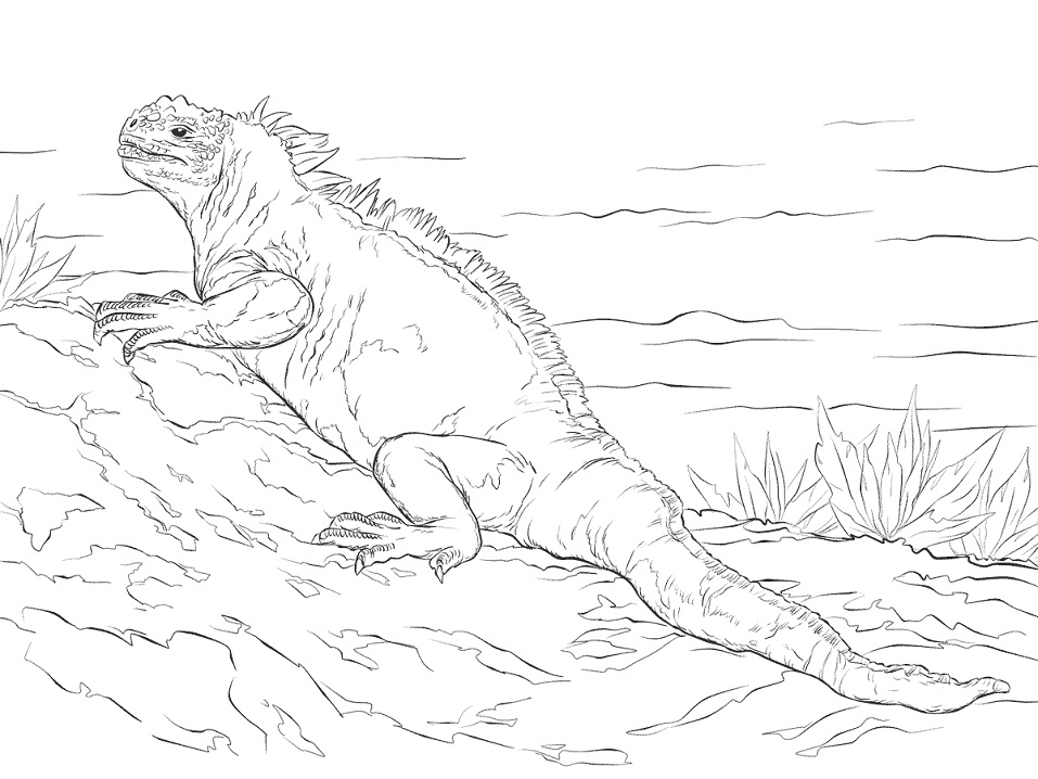 Marine Iguana
