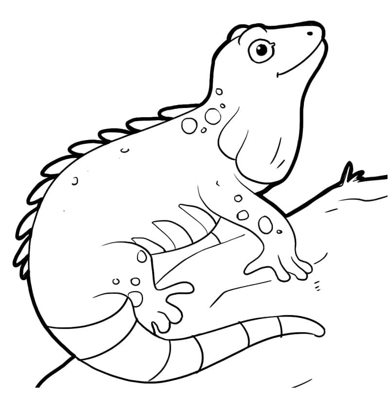 İguana gülümsüyor
