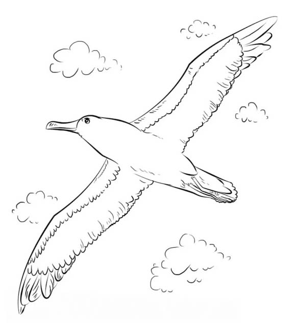 Albatros kolay Çiz Boyama Sayfası