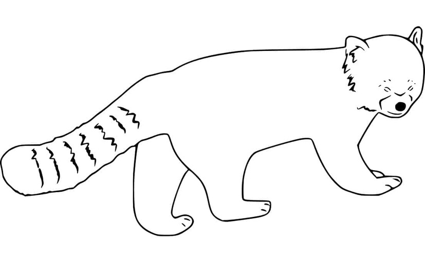 Basit Kırmızı panda Boyama Sayfası