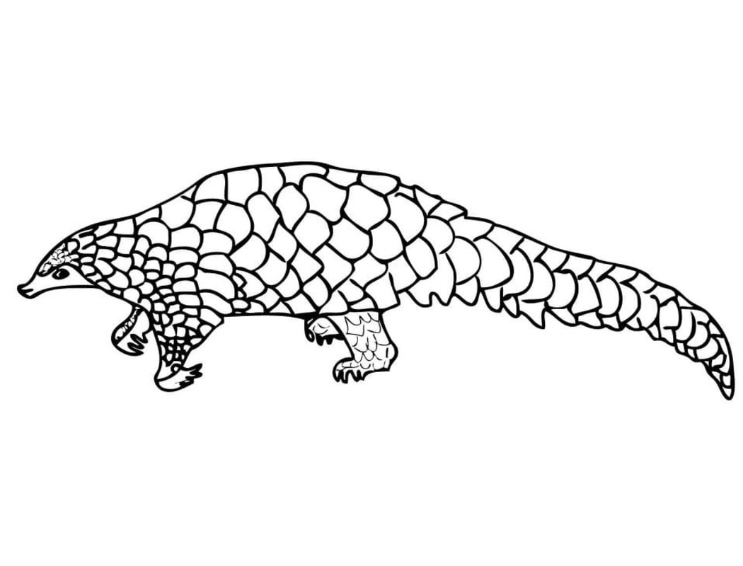 Basit Pangolin resim Boyama Sayfası