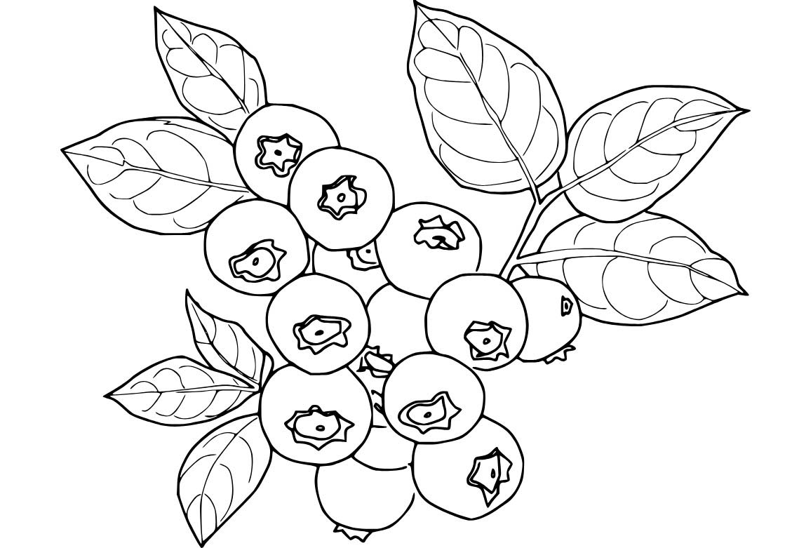 Bir Demet Yaban Mersini Boyama Sayfası