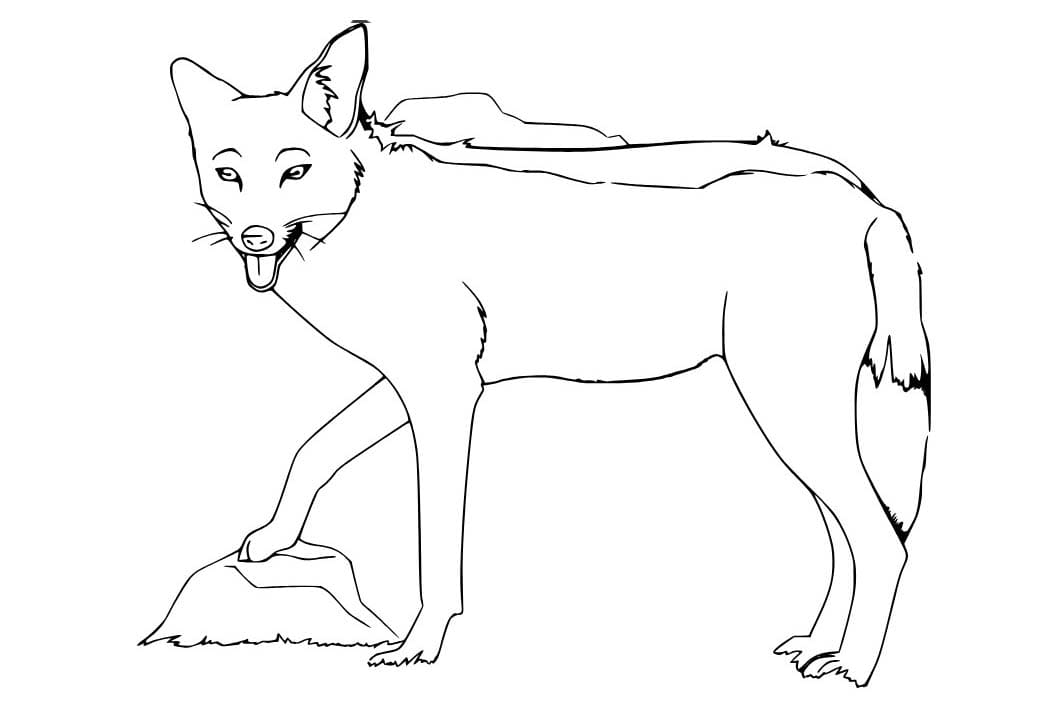 Çakal çocuklar için basit Boyama Sayfası