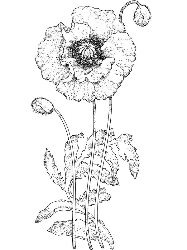 Çiçek Gelincik çizim Boyama Sayfası