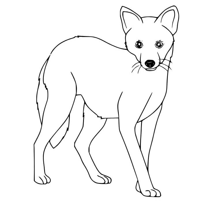 Çizmek Çakal çocuklar için yazdırılabilir Boyama Sayfası