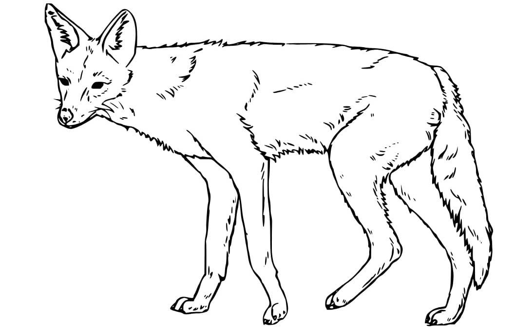 Çizmek Çakal kolay Boyama Sayfası