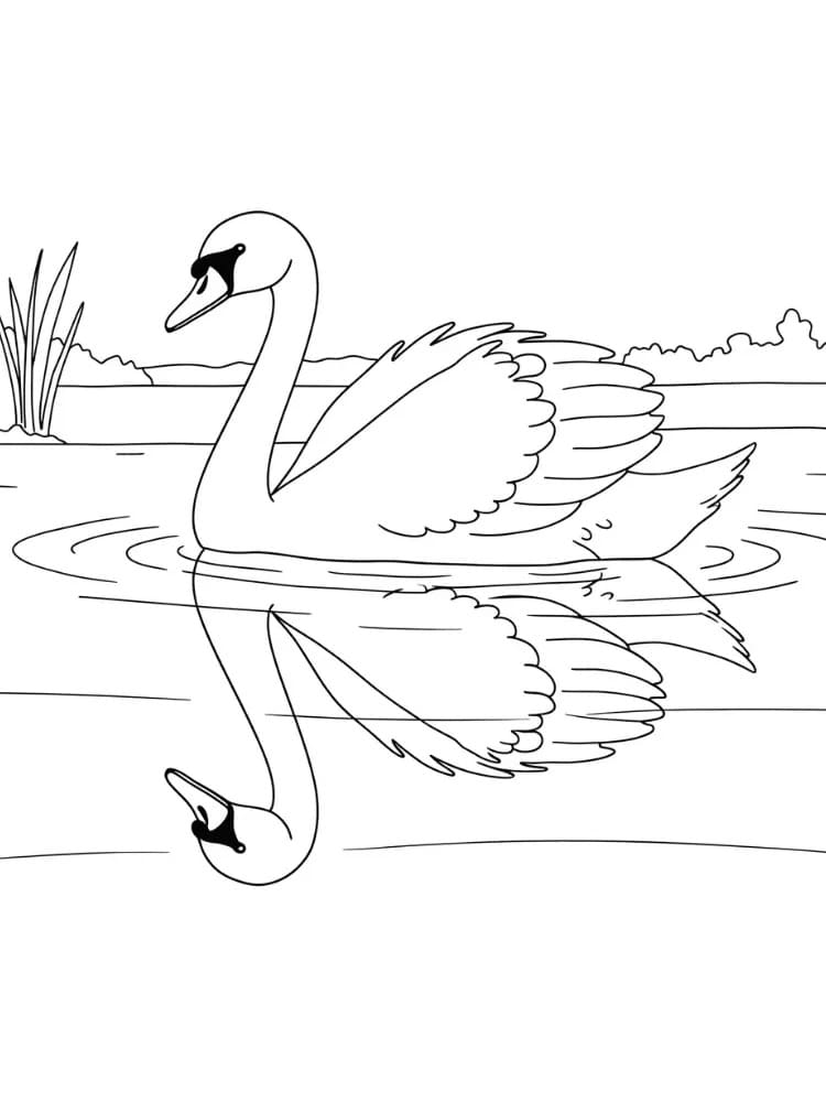 Çizmek Kuğu 3 Boyama Sayfası