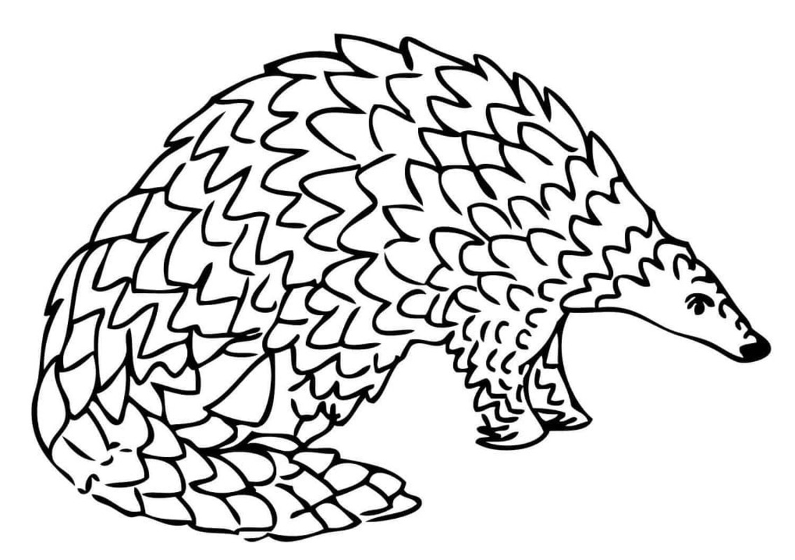 Çizmek Pangolin Boyama Sayfası