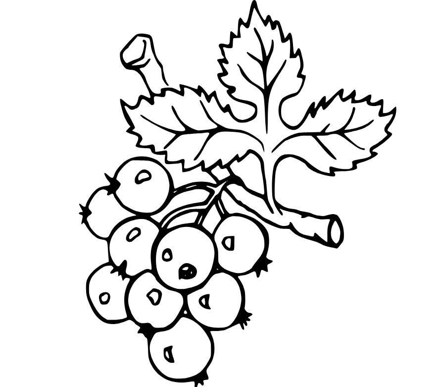 Daldaki Yaban Mersini Boyama Sayfası