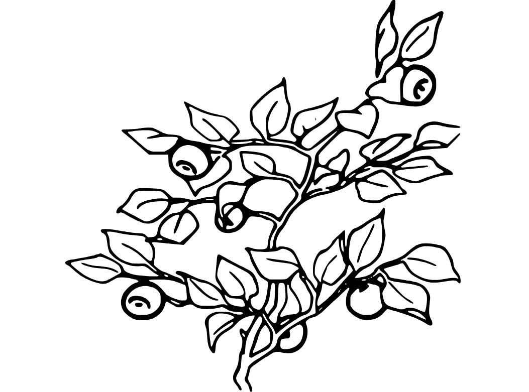 Dallardaki Yaban Mersinleri Boyama Sayfası