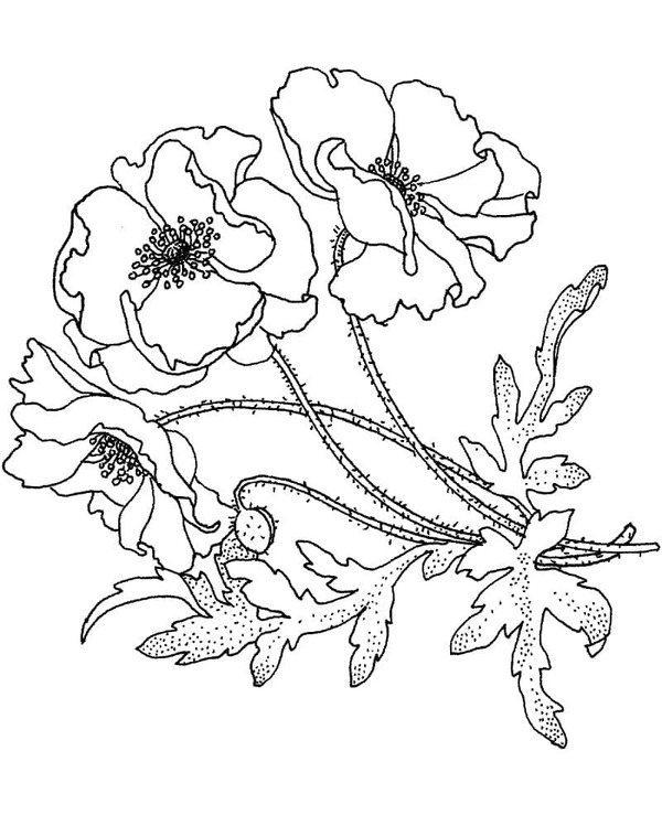 Gelincik Çiçek yazdırılabilir Boyama Sayfası