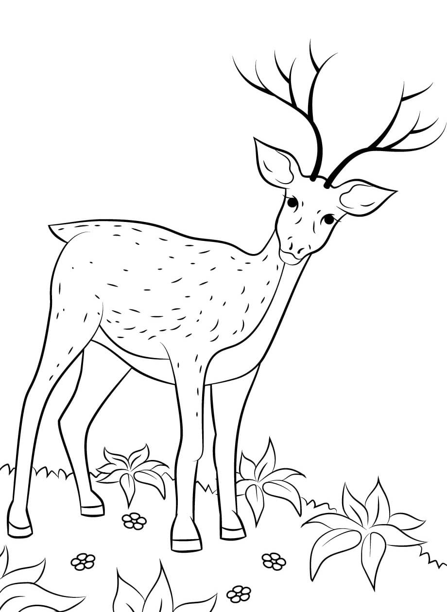 Geyik Çizimi 6 Boyama Sayfası