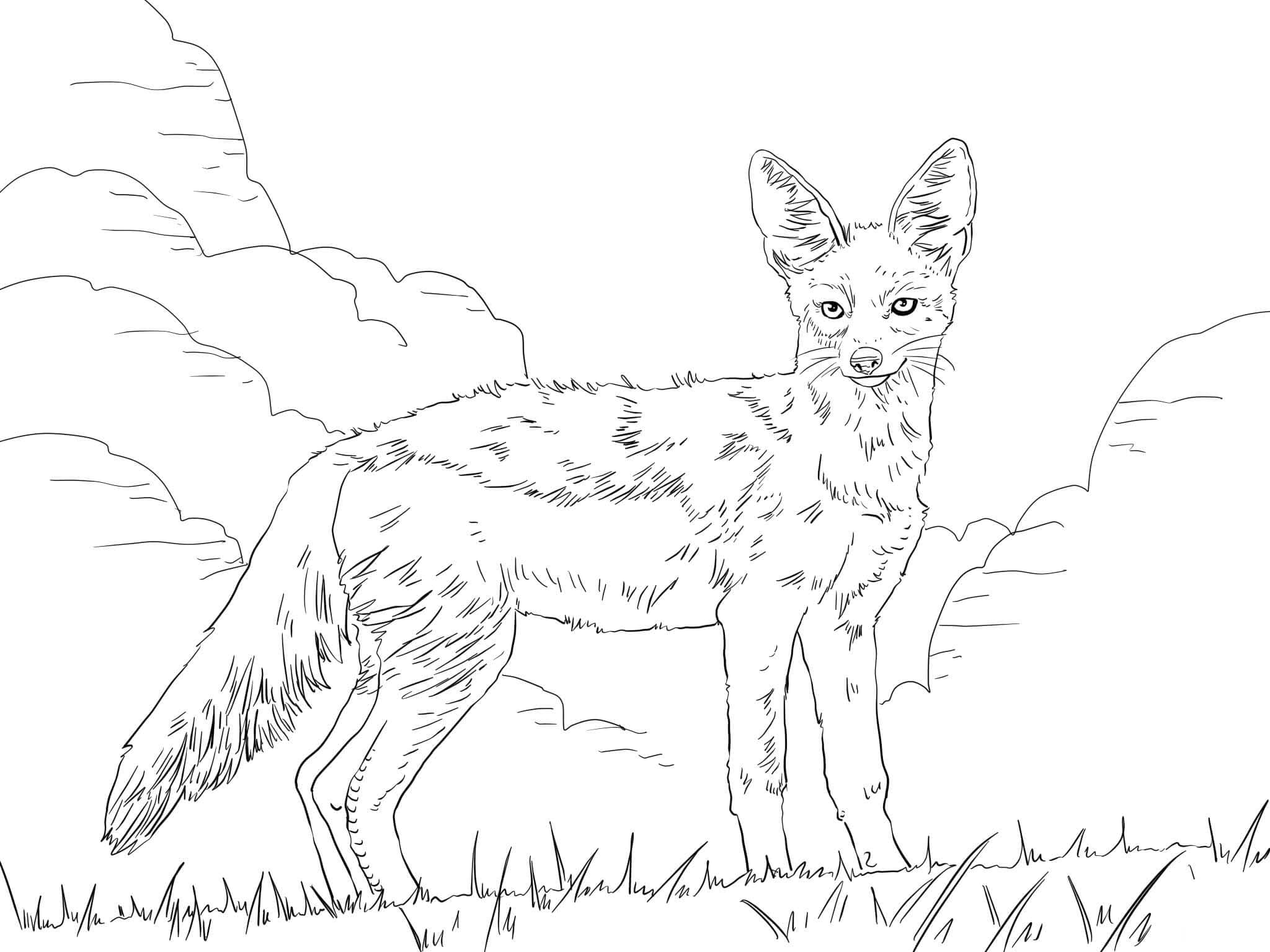 Görüntü Çakal ücretsiz Boyama Sayfası