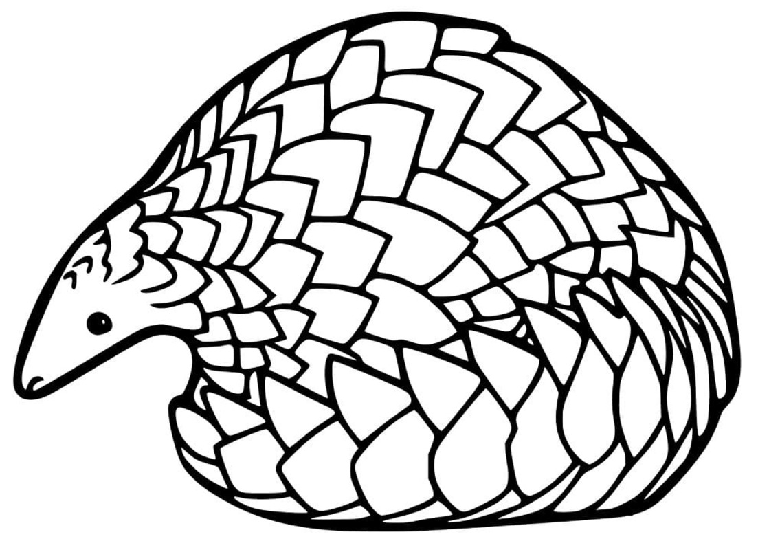 Görüntü Pangolin ücretsiz yazdırılabilir Boyama Sayfası