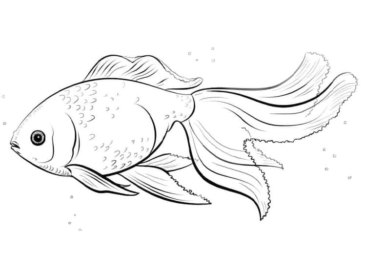 Japon Balığı 6 Boyama Sayfası