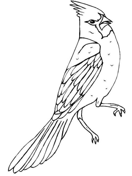 Kardinal Çizimi 2 Boyama Sayfası