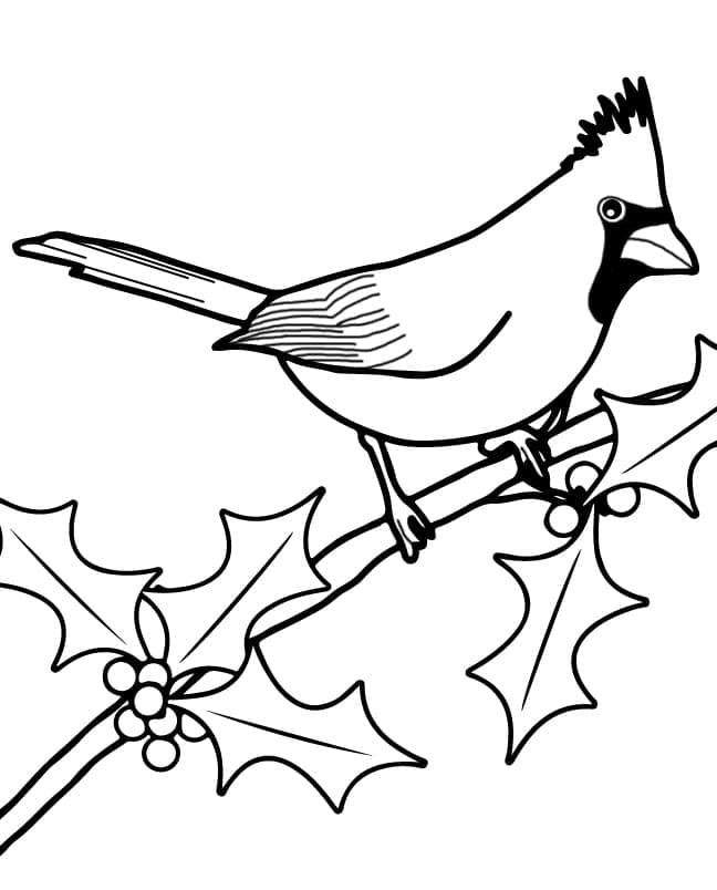 Kardinal Çizimi 4 Boyama Sayfası