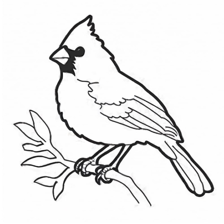 Kardinal Çizimi 5 Boyama Sayfası