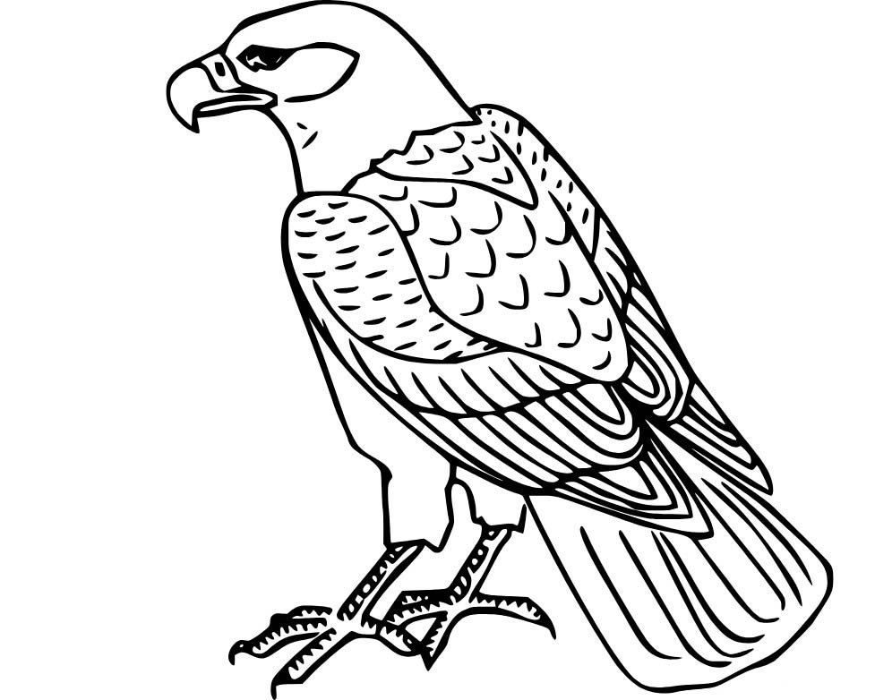 Kızıl kuyruklu şahin Boyama Sayfası