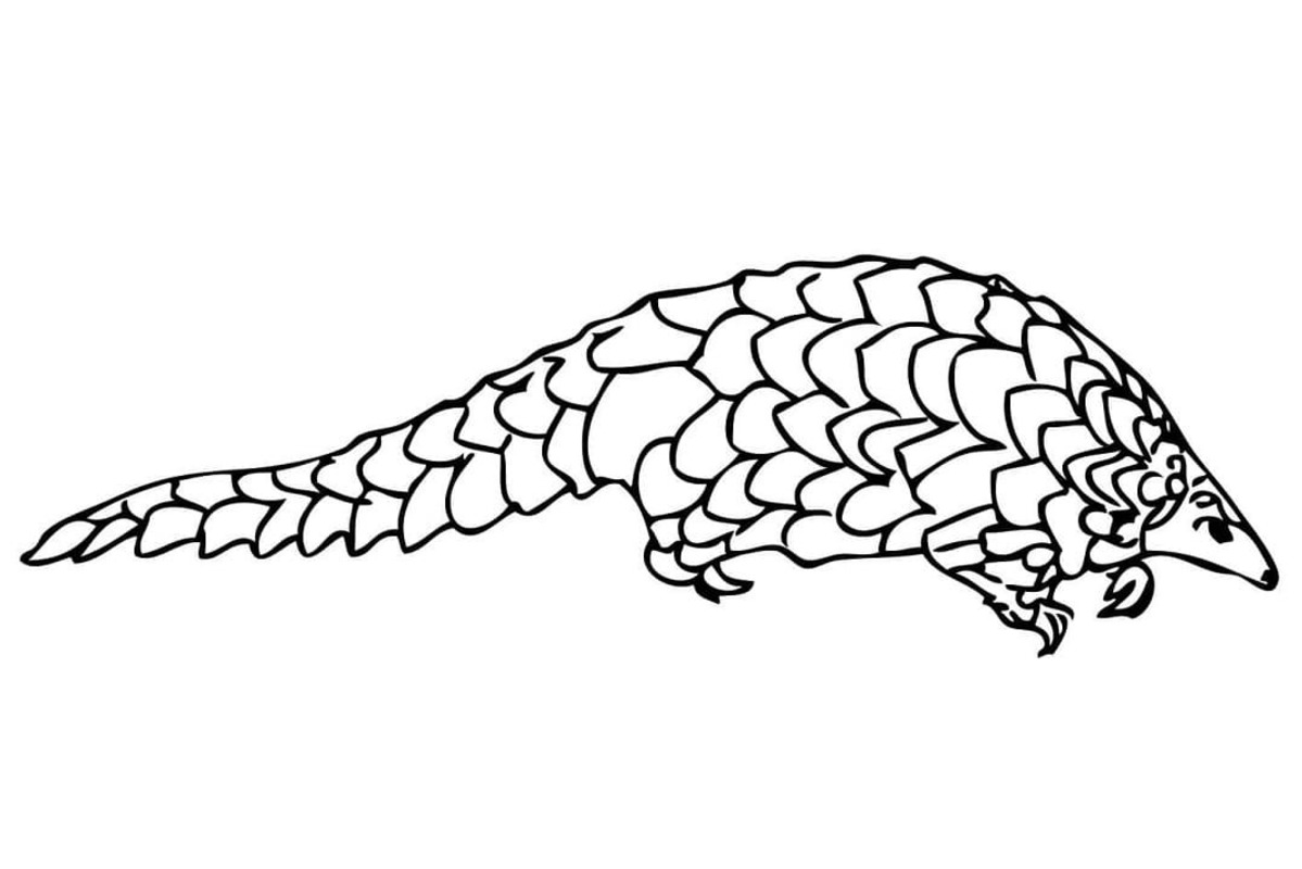 Kolay Pangolin resim Boyama Sayfası