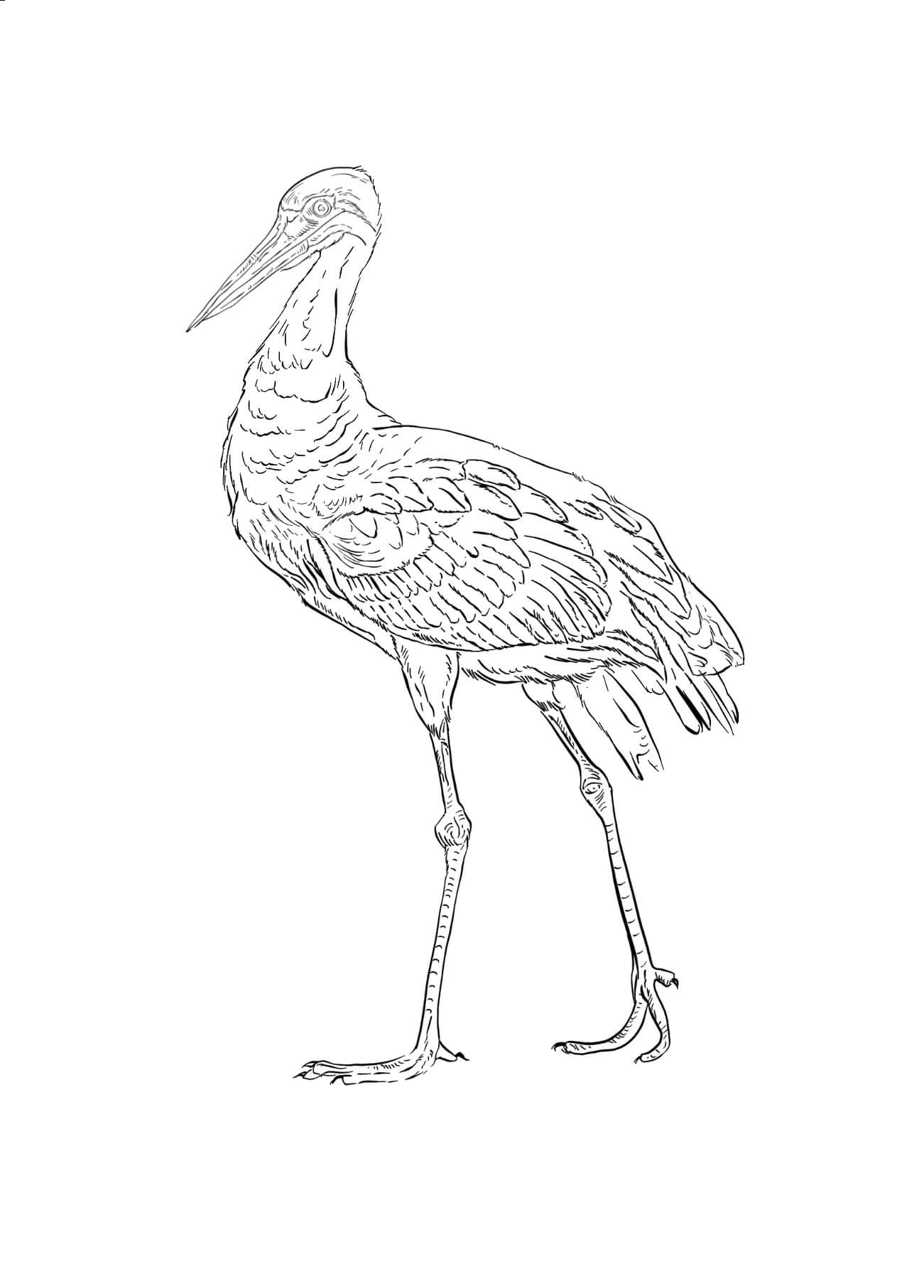 Leylek nasıl çizilir