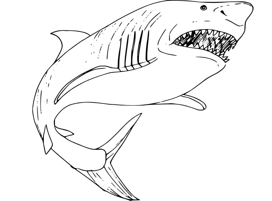 Megalodon Boyama Sayfaları