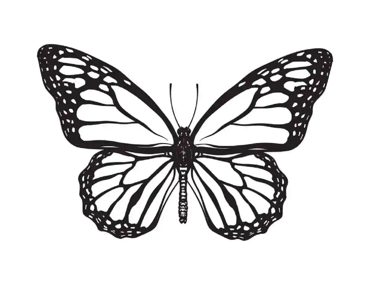 Бабочка Монарх тату черно белое