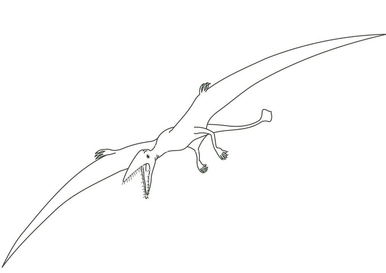 Pterodaktil ücretsiz Boyama Sayfası