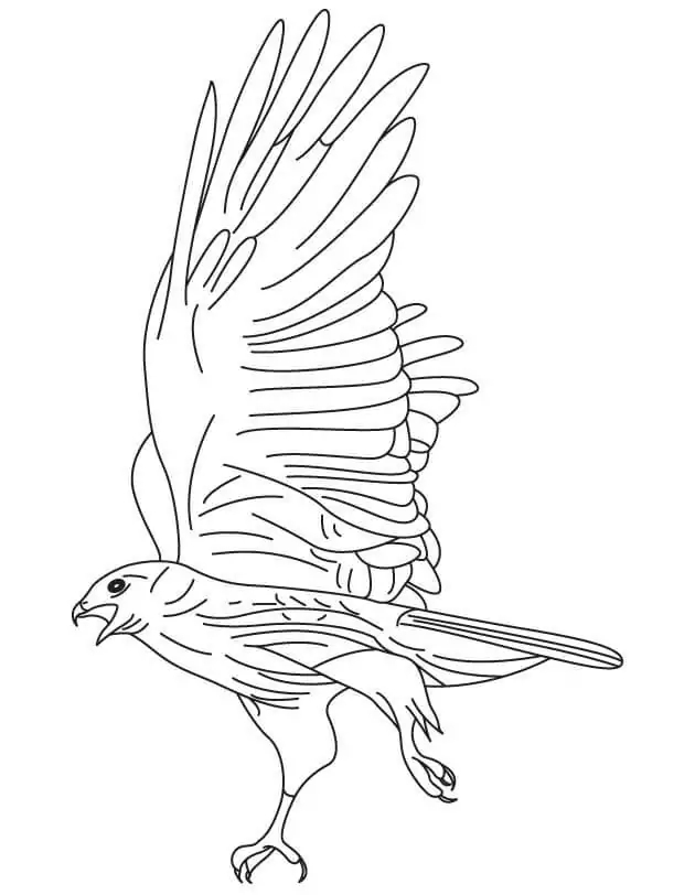 Şahin 12 Boyama Sayfası