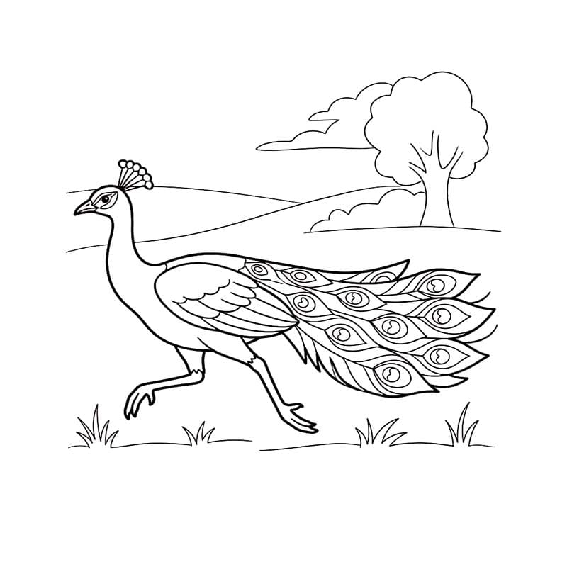 Tavus Kuşu Kolay