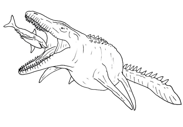 Temel Mosasaurus Çizim Boyama Sayfası
