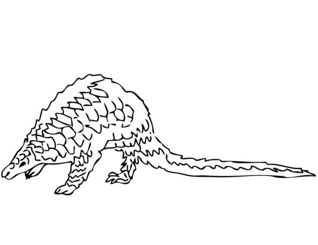 Temel Pangolin resim Boyama Sayfası