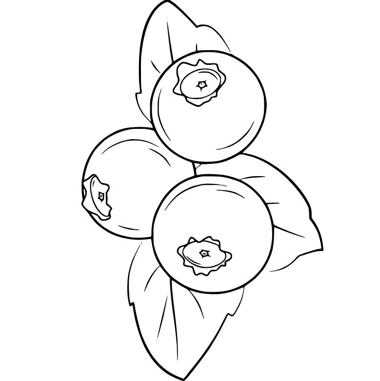 Üç Yaban Mersini Boyama Sayfası