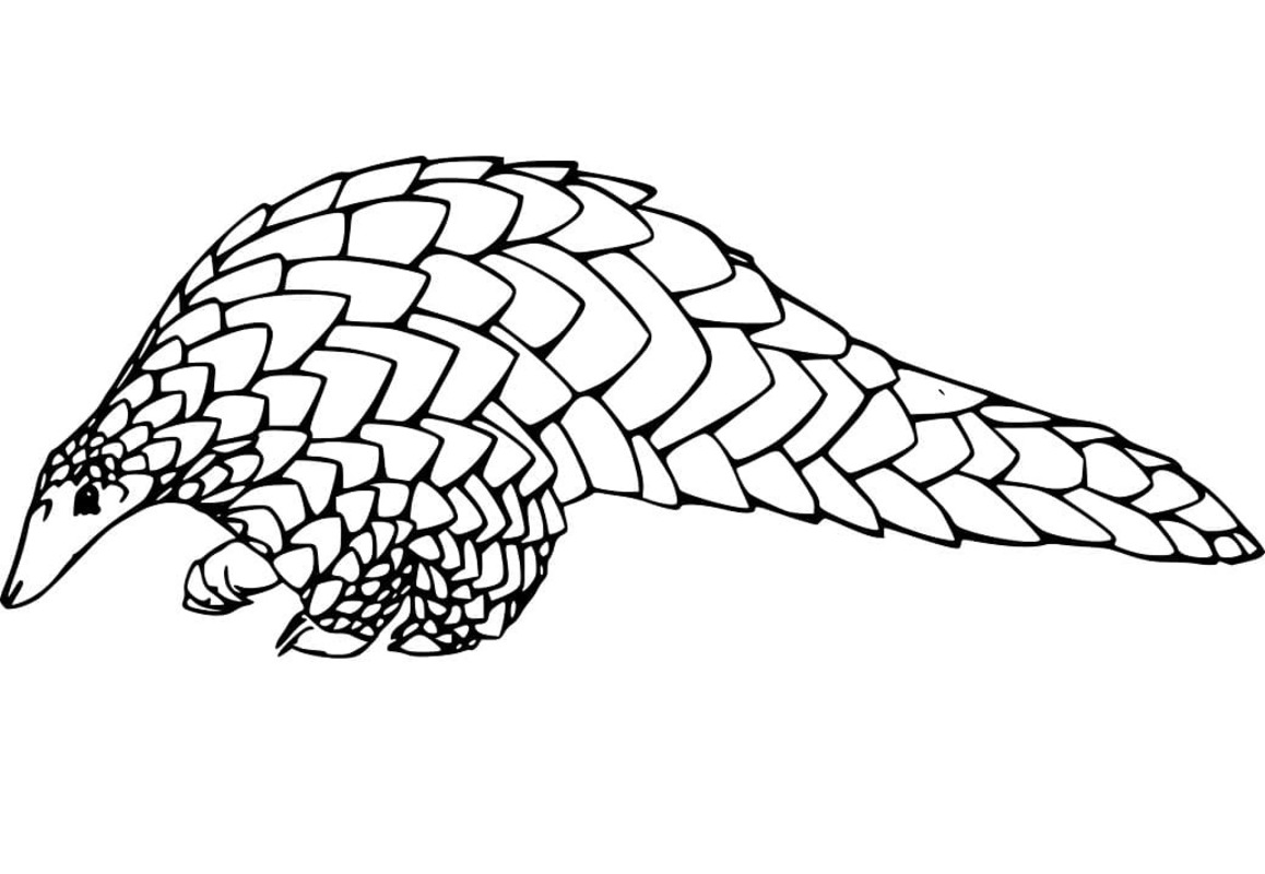 Ücretsiz Pangolin Boyama Sayfası