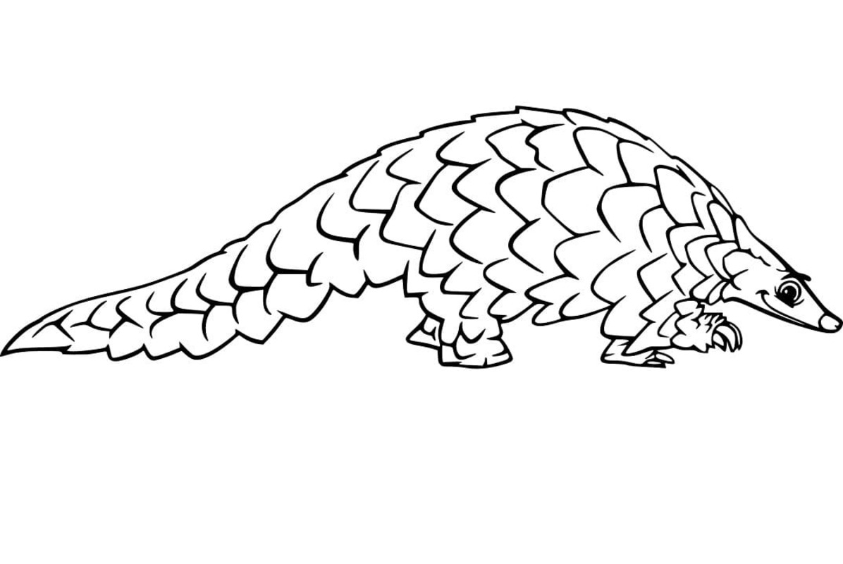 Ücretsiz Yazdırılabilir Pangolin Boyama Sayfası
