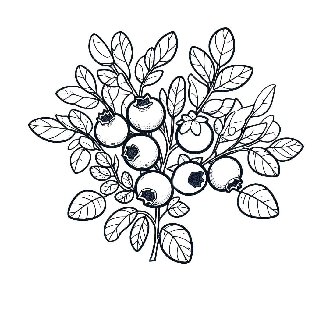 Yaban Mersini 4 Boyama Sayfası