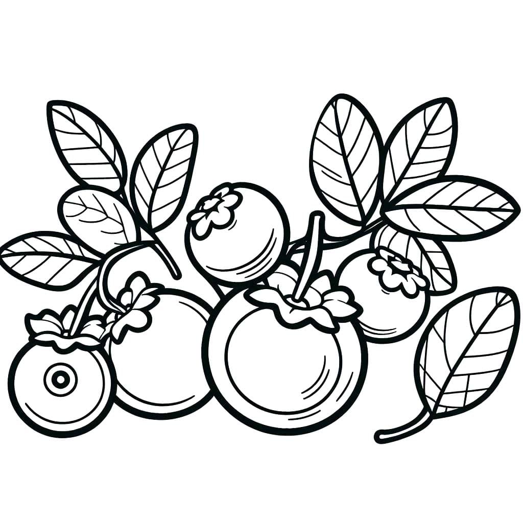 Yaban mersini temel Boyama Sayfası