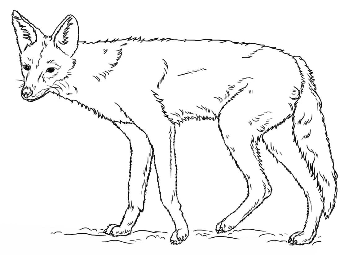 Yazdırılabilir Çakal Boyama Sayfası