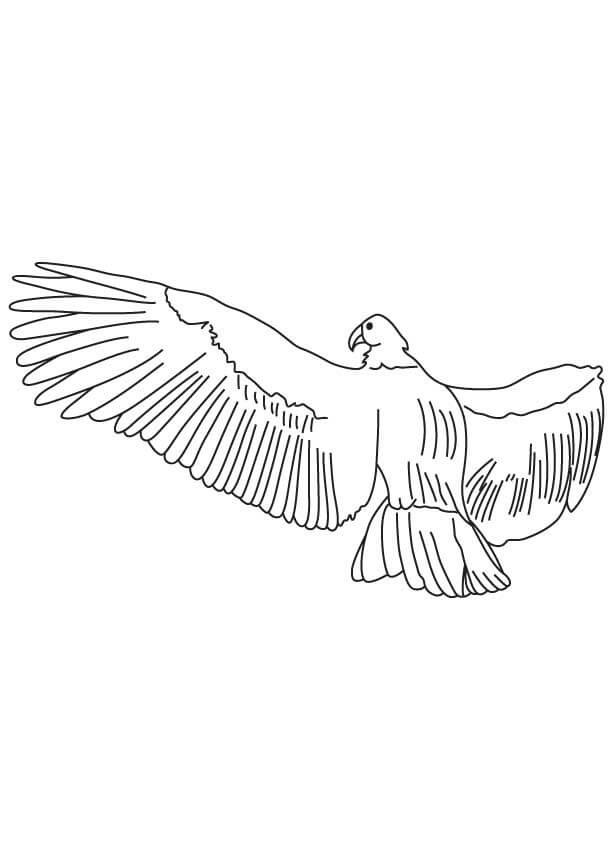 coloring pages condor