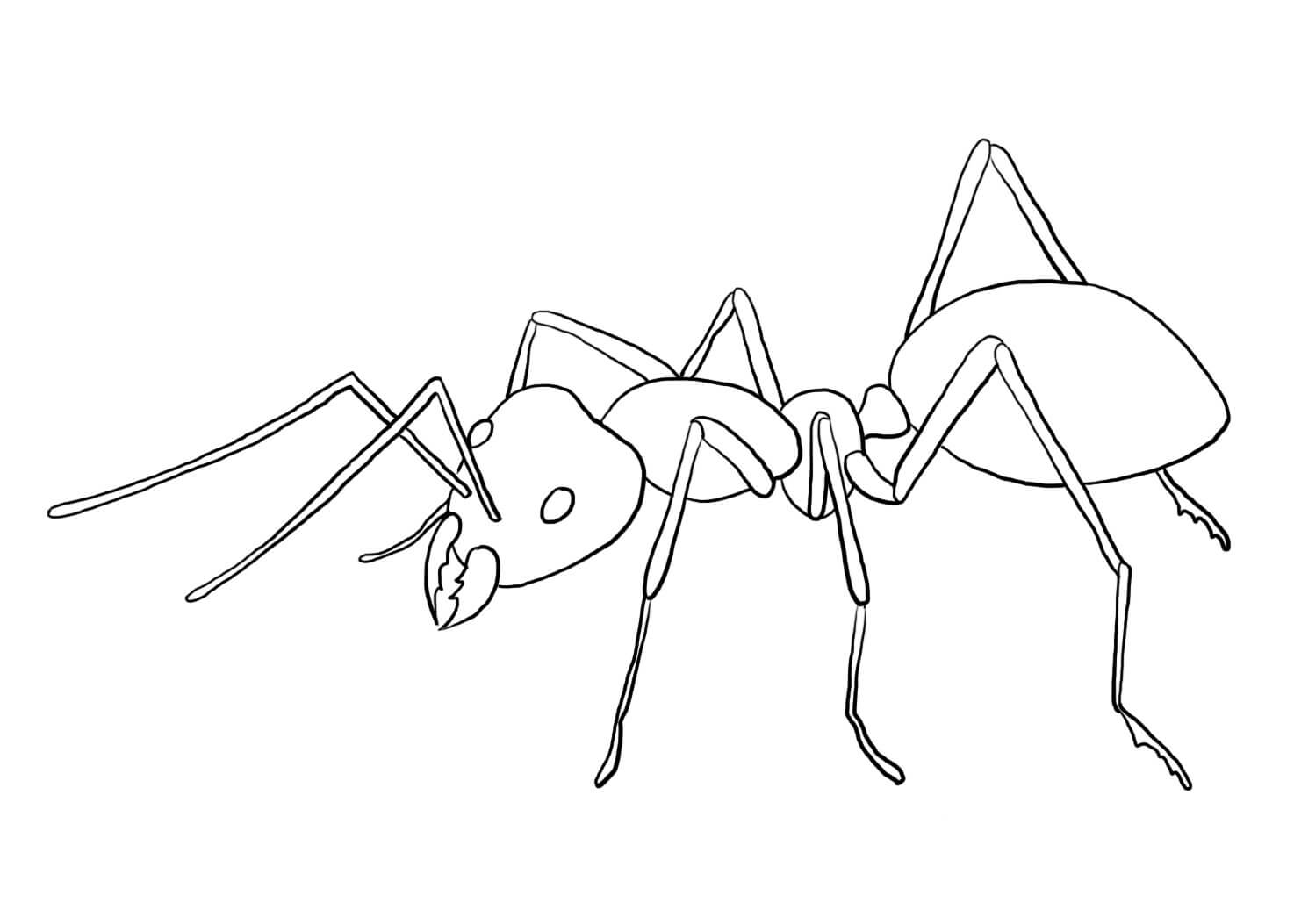 Рисунок человека муравья поэтапно